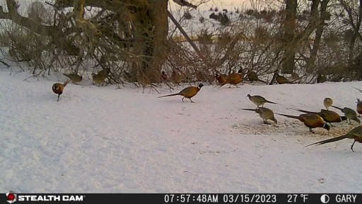 Tom's Trail Cam Winter 2022 Pheasants