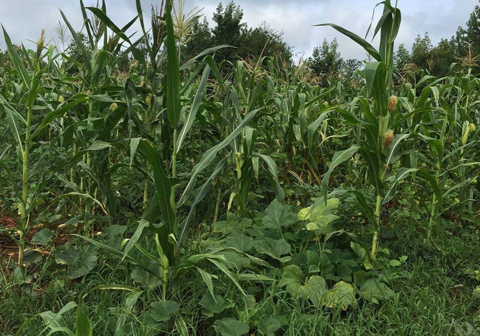 Food Plot