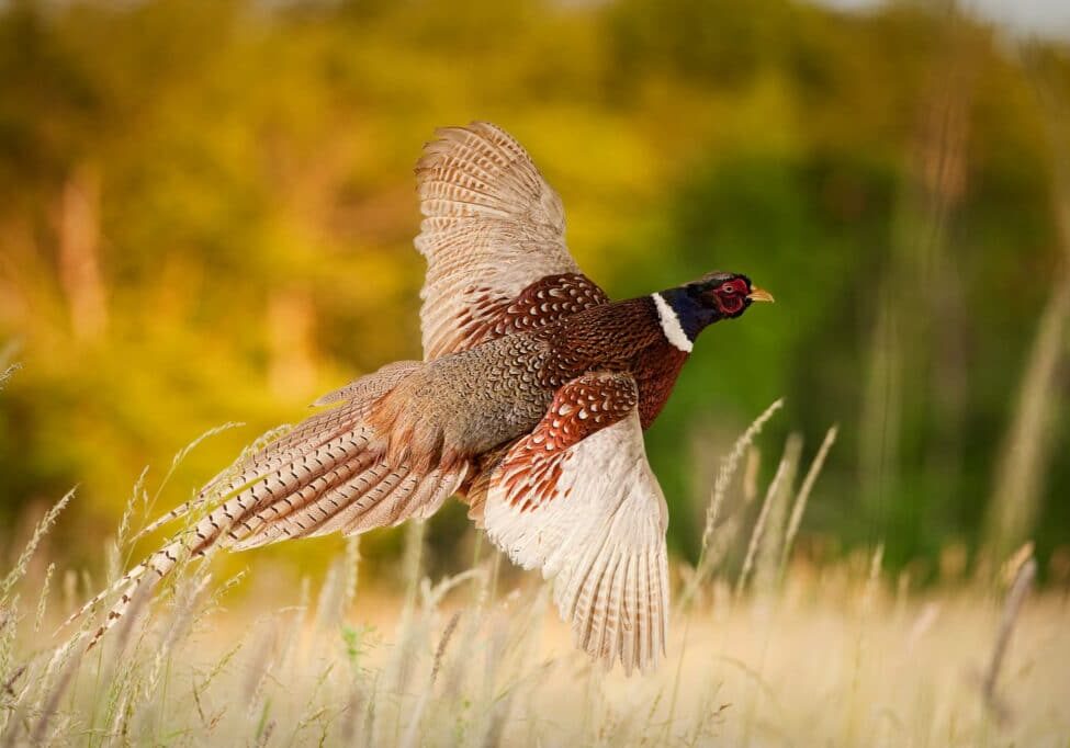 Pheasant in flight